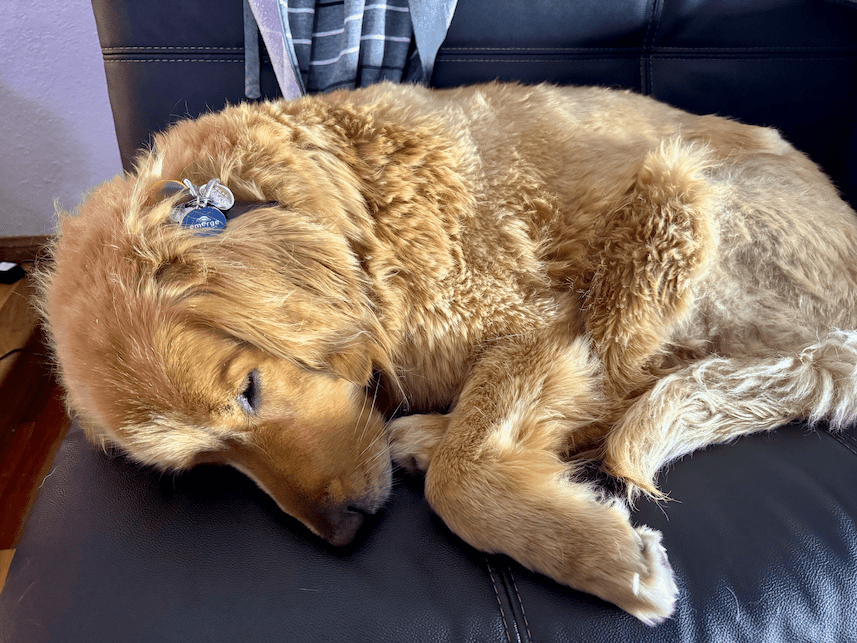 Mr. Scoobert, a golden retriever dog with an Emerge Tools dog tag